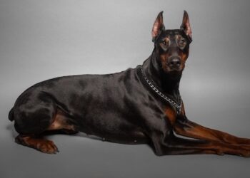 Black doberman dog portrait studio black background