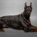 Black doberman dog portrait studio black background