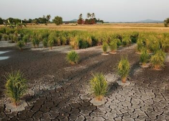 Crack soil in dry paddy field