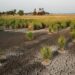 Crack soil in dry paddy field