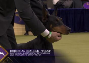 Image Credit: youtube.com/Westminster Kennel Club Dog Show