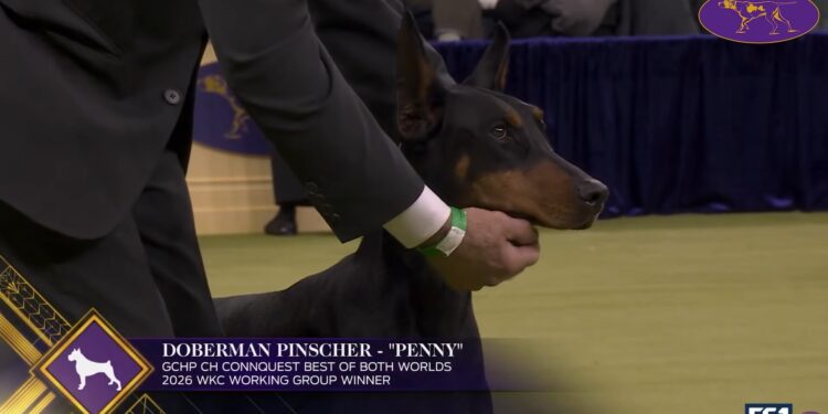 Image Credit: youtube.com/Westminster Kennel Club Dog Show