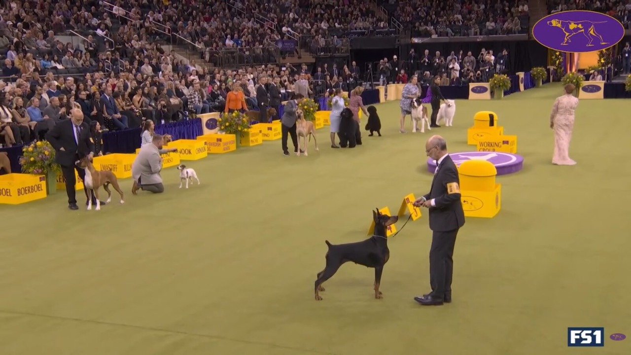 Image Credit: youtube.com/Westminster Kennel Club Dog Show
