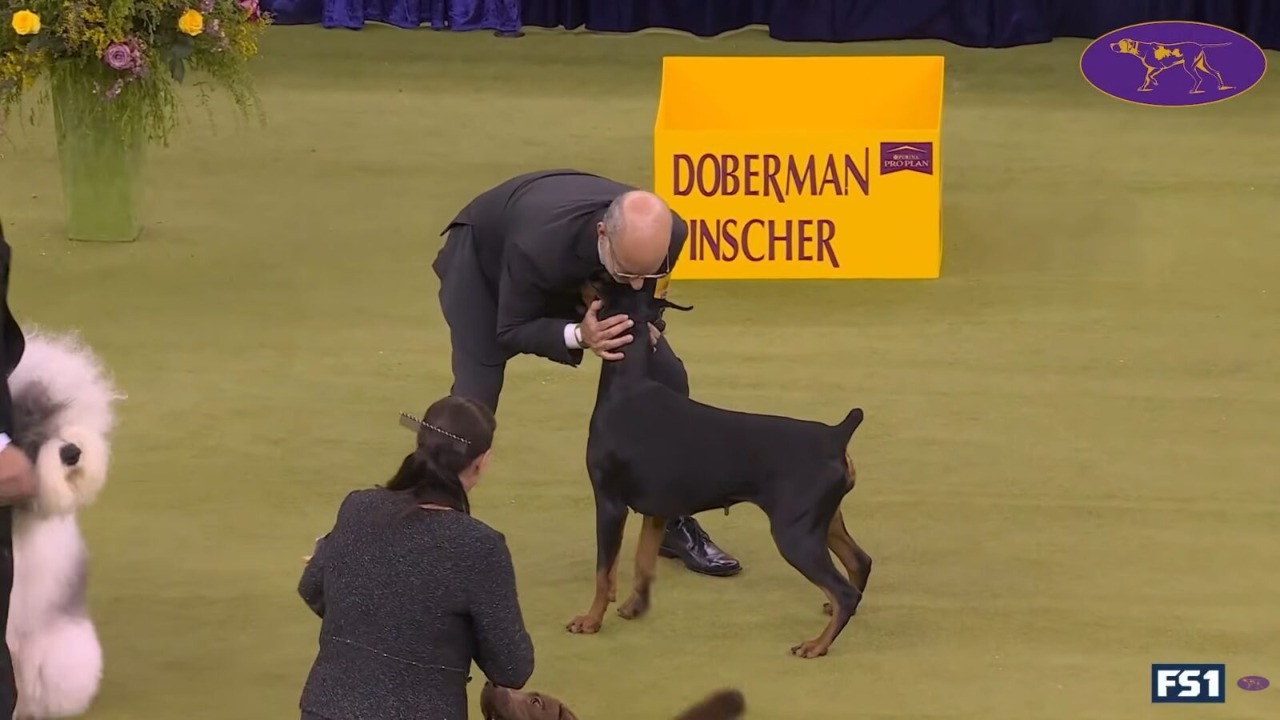 Image Credit: youtube.com/Westminster Kennel Club Dog Show
